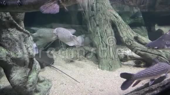 水族馆里的异国海鱼视频的预览图