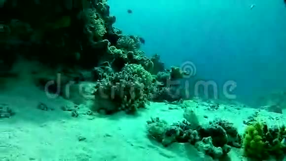 红海的异国鱼类视频的预览图