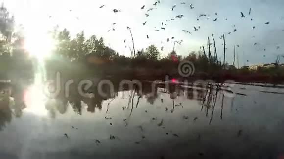 日落时分在湖上筑巢的水禽群视频的预览图