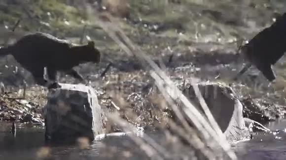 黑猫跟着主人过河视频的预览图