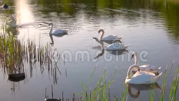 一群白色天鹅漂浮在池塘里视频的预览图