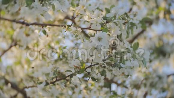 苹果开花树枝开着白花嫩叶蓝天晴天视频的预览图