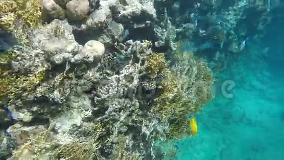 一群阿布德夫杜夫躲在礁石附近视频慢了四倍慢动作视频的预览图