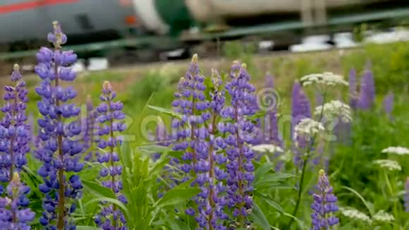 紫色羽扇豆在田野里盛开在背景下一列火车正在旅行视频的预览图