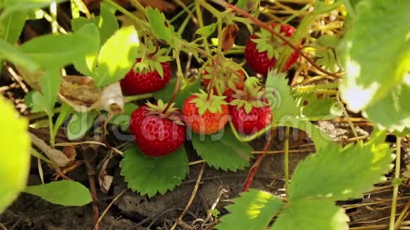 手工收获的草莓视频的预览图