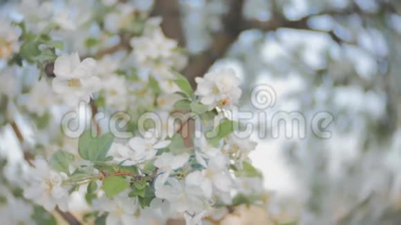 苹果开花树枝开着白花嫩叶蓝天晴天视频的预览图