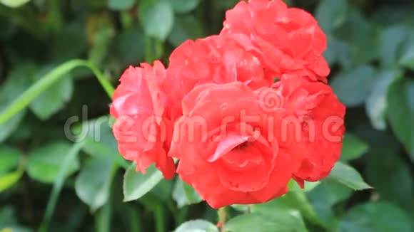 花园里的特写红玫瑰视频的预览图
