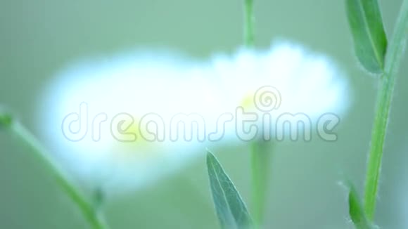 白色的花朵和风视频的预览图