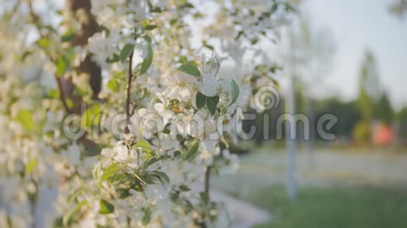 春天的花在风中苹果开花树枝开着白花嫩叶蓝天晴天视频的预览图