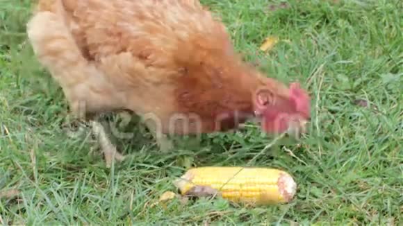 母鸡在草地上吃玉米视频的预览图
