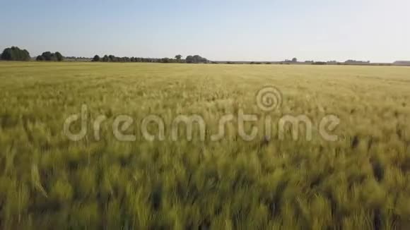 鸟瞰在一片美丽的蓝天的背景下飞越绿色的田野日落时分的大麦场视频的预览图