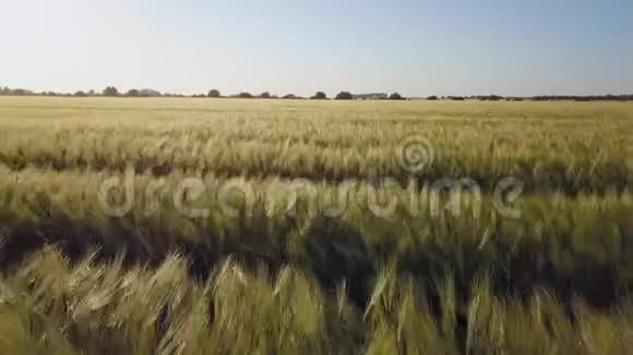 鸟瞰在一片美丽的蓝天的背景下飞越绿色的田野日落时分的大麦场视频的预览图