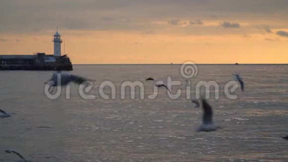 海鸥在鼹鼠的背景下飞翔日落时有灯塔视频的预览图
