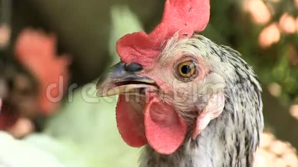 这只母鸡看着摄像机从热音频道上喘着粗气视频的预览图