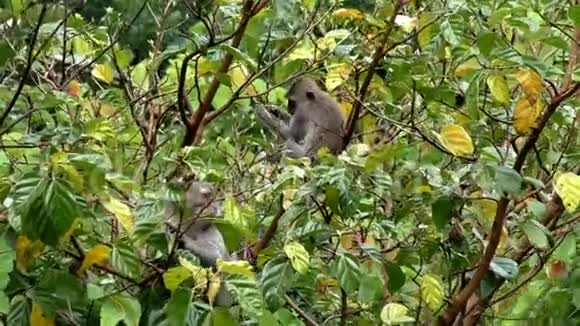 两只猴子在树上吃水果视频的预览图