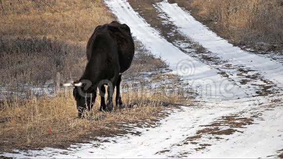 黑牛吃冬天2视频的预览图