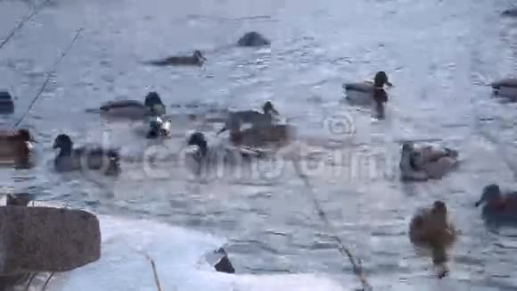 野鸭在冰冻的岸边游泳视频的预览图