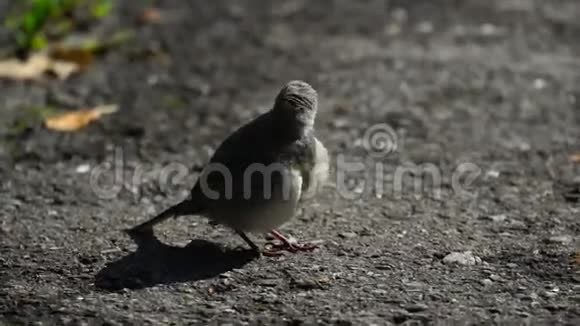 黄喙的摇尾鸟的巢长大了现在独自走在公园的人行道上巢坐在上面视频的预览图
