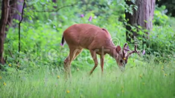 鹿在森林里吃草视频的预览图