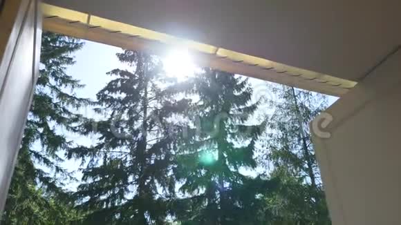 仰望阳光透过常青树视频的预览图