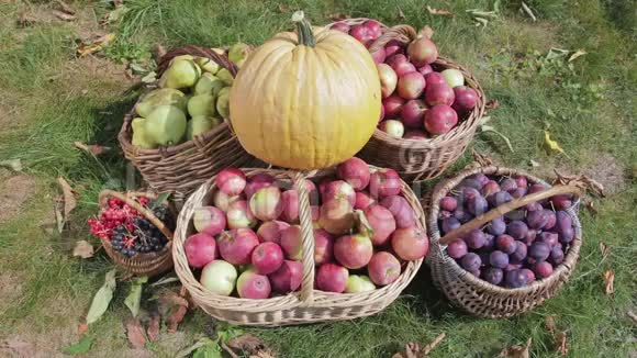秋收蔬菜和水果后的静物视频的预览图