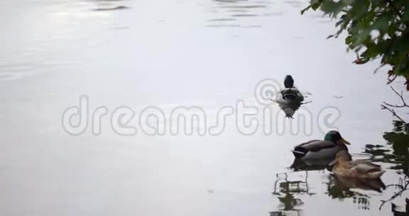 一群鸭子在水里视频的预览图