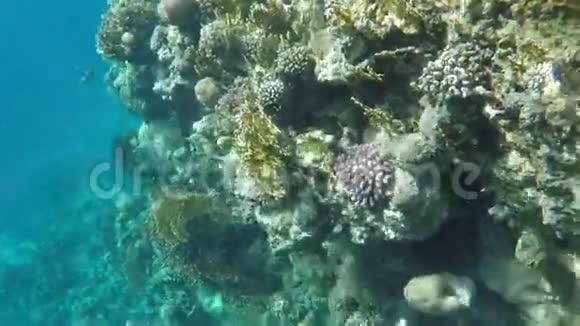 珊瑚礁上的五彩珊瑚视频的预览图
