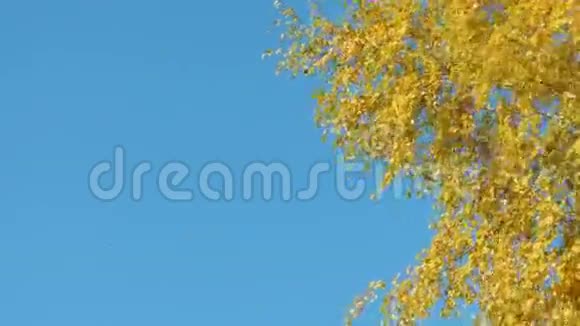 秋叶落在阳光明媚的日子里视频的预览图