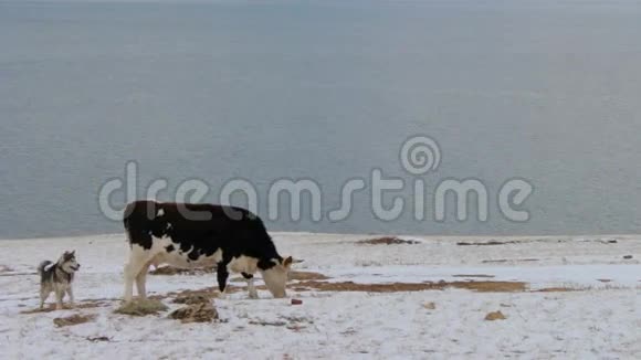 狗在冬天对吃草的母牛吠叫视频的预览图