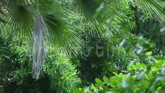 在植物园内发现的棕榈树的大而长的绿叶和其他植物视频的预览图