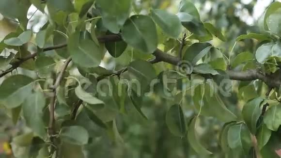 叶子上树枝上的两个梨视频的预览图