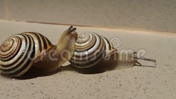 两只条纹蜗牛在阳光明媚的日子里活动视频的预览图