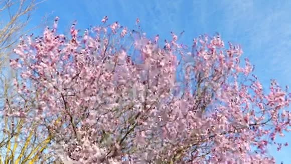春天的树开着粉红色的花枝上开着杏花风动着蓝天上开着每天的光视频的预览图