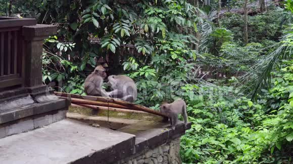 三只可爱的猴子在印度尼西亚热带森林的建筑背景视频的预览图