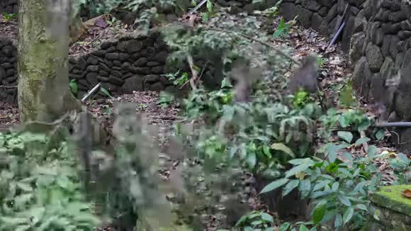 一群猴子爬上印度尼西亚热带森林的藤本视频的预览图
