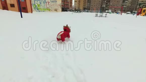 狗杰克罗塞尔猎犬在雪地里扮演紫色的戒指视频的预览图