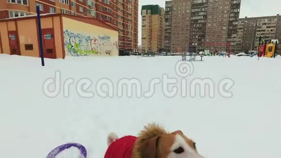 狗杰克罗塞尔猎犬在雪地里扮演紫色的戒指视频的预览图