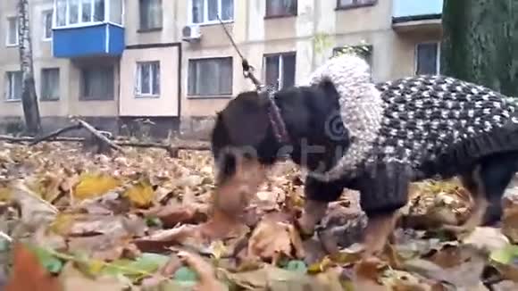 穿黄色叶子背景衣服的狗视频的预览图
