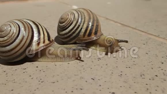 两只条纹蜗牛在阳光明媚的日子里活动视频的预览图