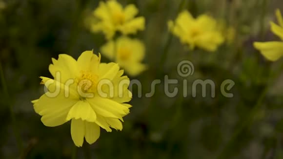 花卉自然夏天视频的预览图