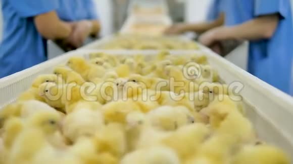 小鸡宝宝许多可爱的小鸡在家禽农场家禽传送带4K视频的预览图