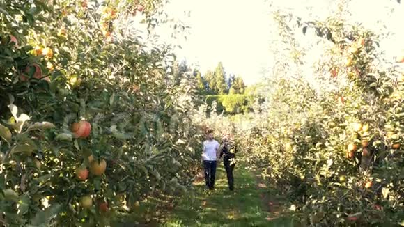 穿过苹果园的夫妇视频的预览图