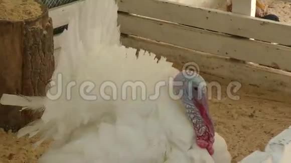 在农场的土耳其视频的预览图