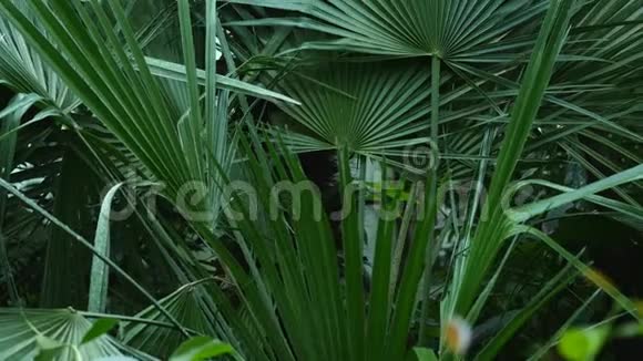 在植物园内发现的棕榈树的大而长的绿叶和其他植物视频的预览图