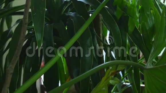 Monstera植物野生绿叶热带森林植物植物园叶子视频的预览图