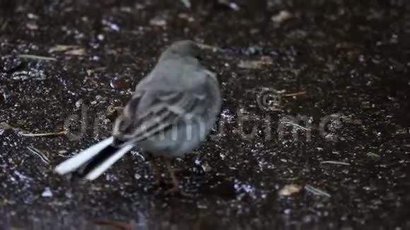 黄喙的摇尾鸟的巢长大了现在独自走在公园的人行道上依偎的咬视频的预览图
