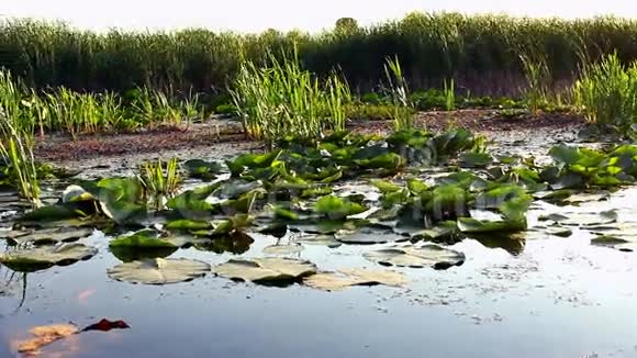 沼泽和漂浮的叶子视频的预览图