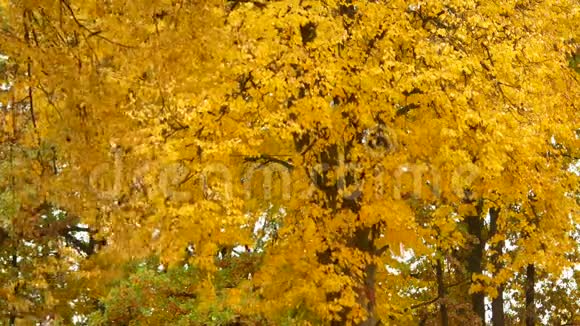 秋天的落叶在公园里所有的叶子都变黄了落在一阵风下视频的预览图