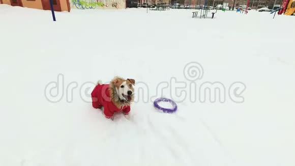 狗杰克罗塞尔猎犬在雪地里扮演紫色的戒指视频的预览图