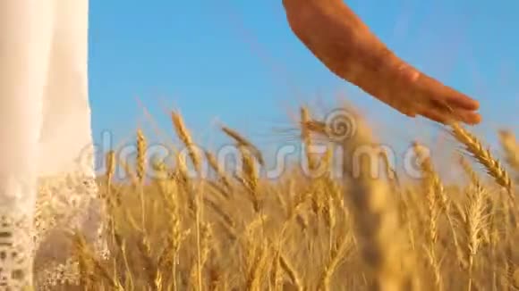 田间成熟小麦作物穿着白衣服的女孩来到熟麦地女孩的手触摸成熟的耳朵视频的预览图